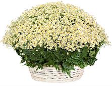 Цветочная композиция из Ромашки в корзине #REPLACE_PRED# Захарово